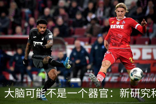 大脑可能不是"一个器官"：新研究称它由两套神经系统拼合而成